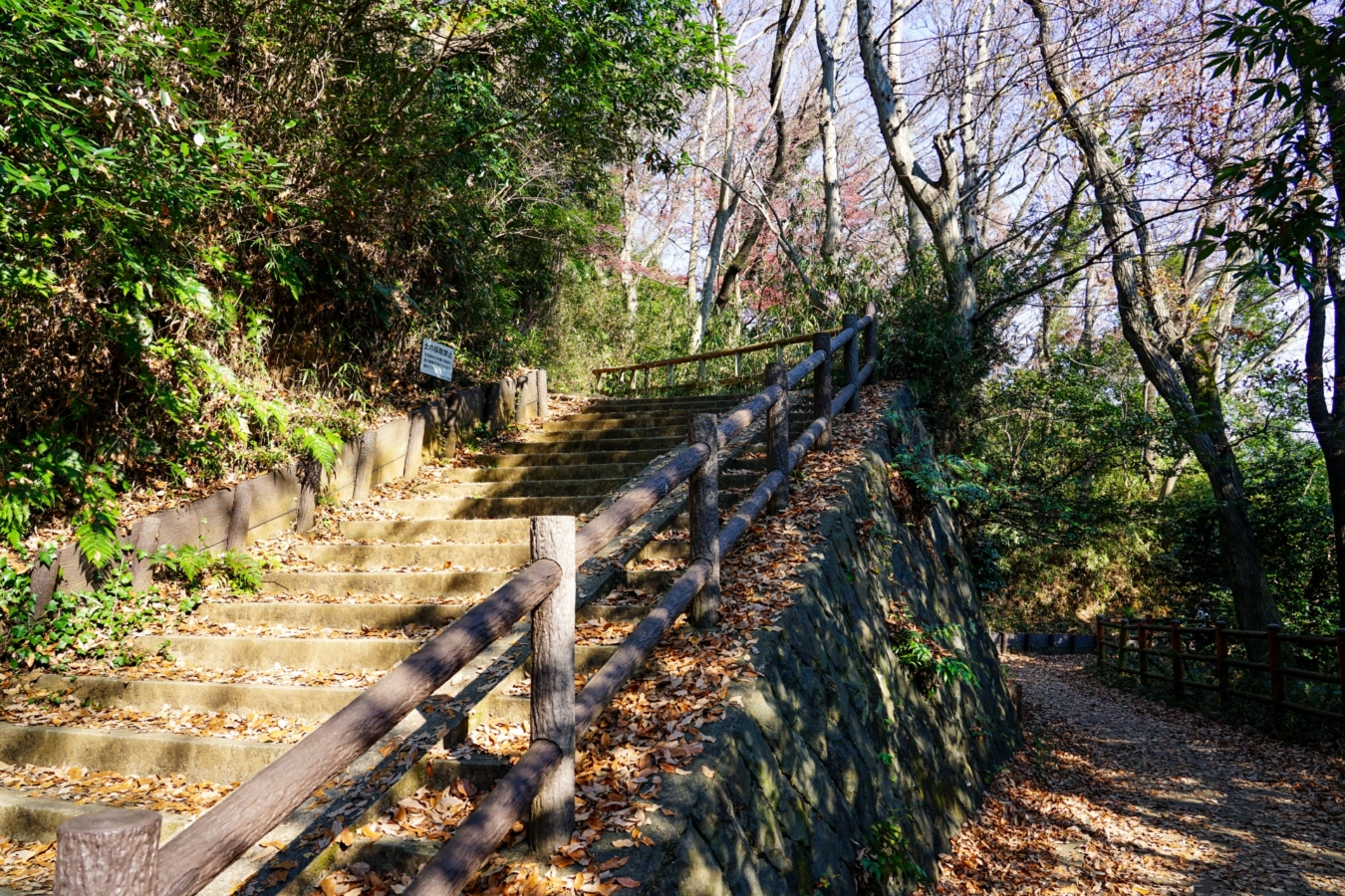 川崎市最大の緑地（川崎市　生田緑地）