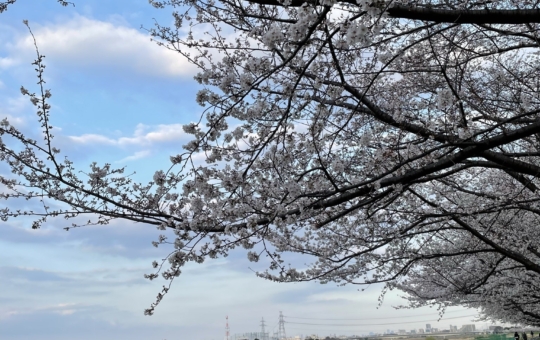 多摩川の桜