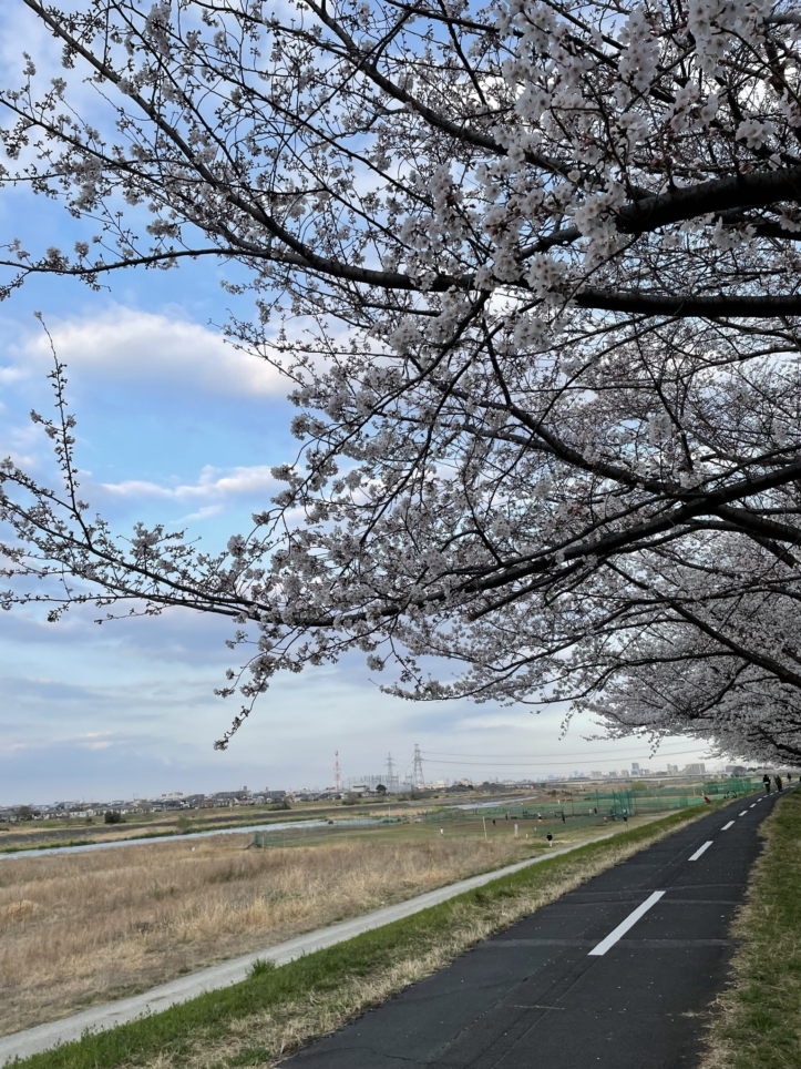 多摩川の桜