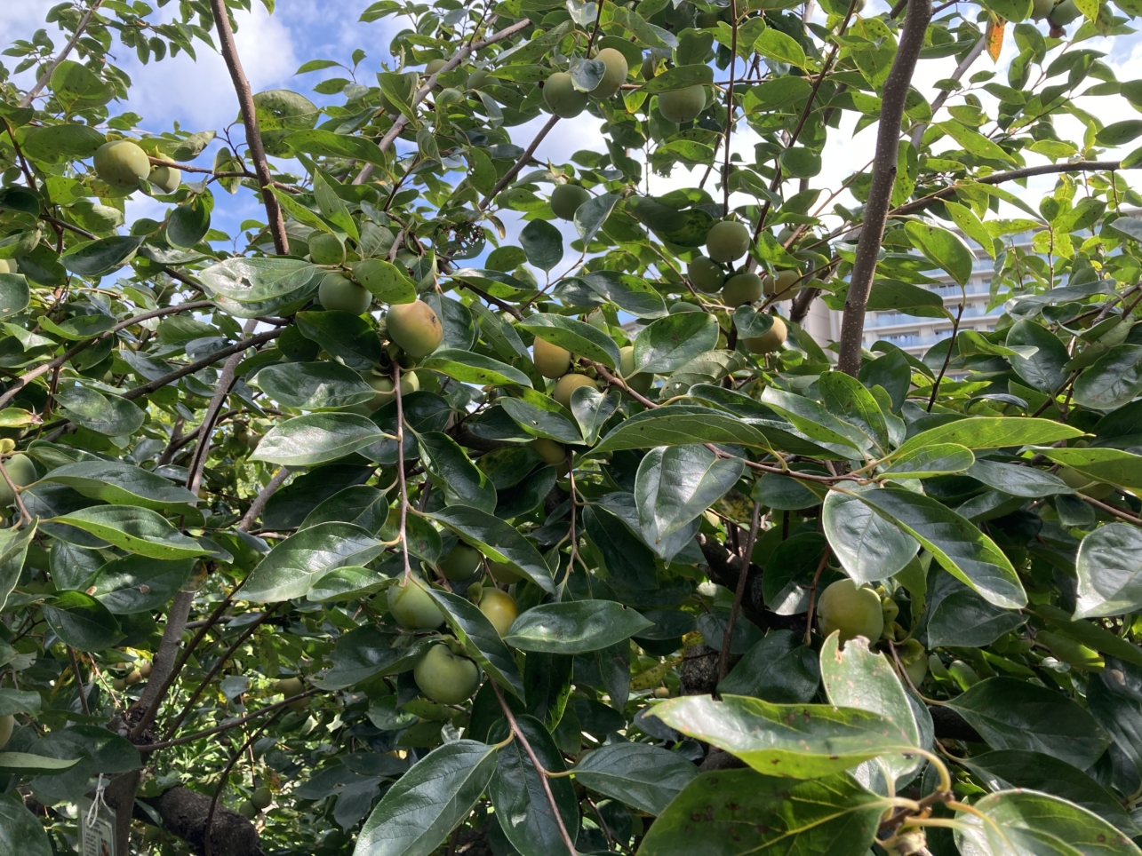 【唐木田、多摩センター】果樹園があります☆