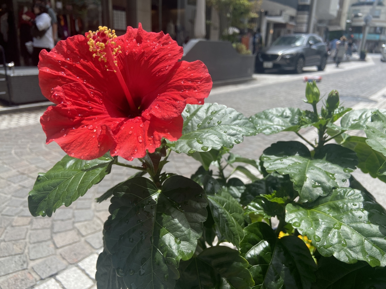 夏を発見☀