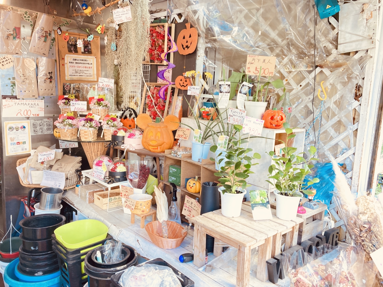 レアな観葉植物！光星フラワーさん（南区井土ヶ谷駅周辺）