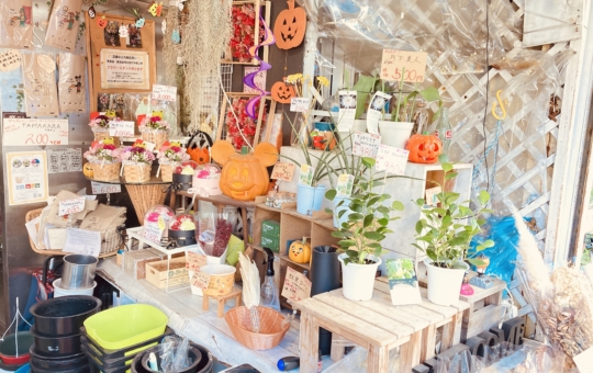 レアな観葉植物！光星フラワーさん（南区井土ヶ谷駅周辺）