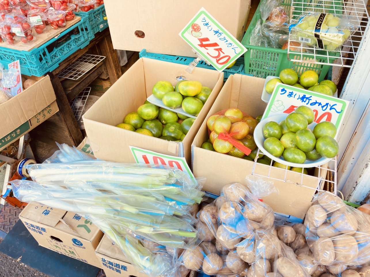 レアな観葉植物！光星フラワーさん（南区井土ヶ谷駅周辺）