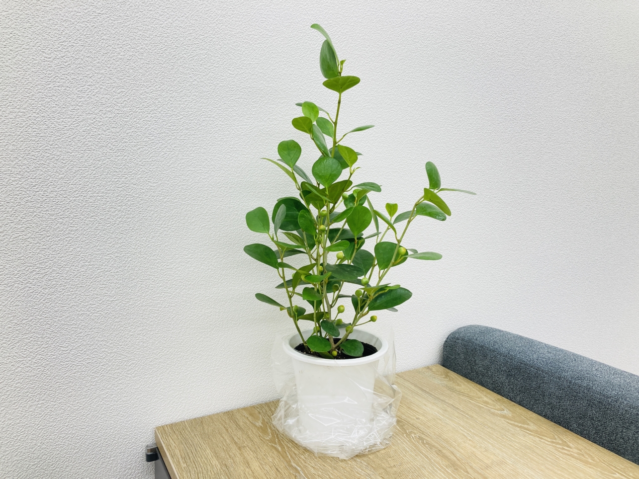 レアな観葉植物！光星フラワーさん（南区井土ヶ谷駅周辺）