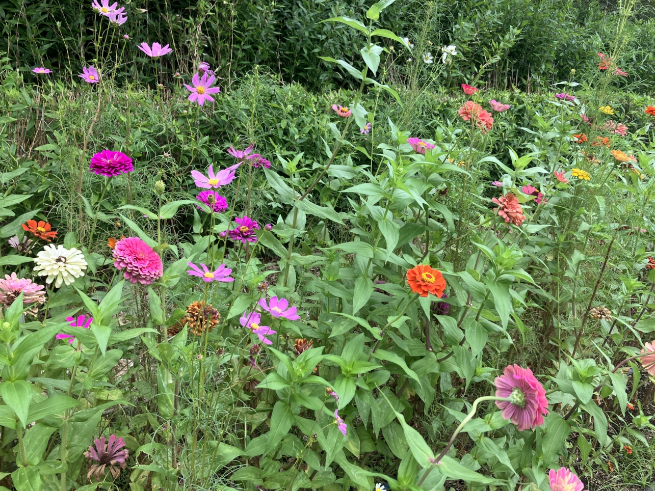 【等々力競技場前】きれいなお花が咲いてました！