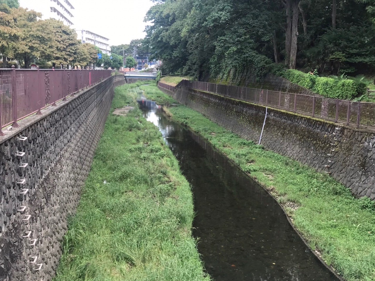 仙川崖線緑地☆