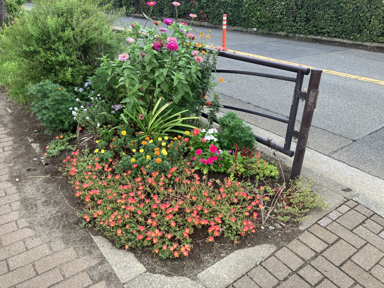 【等々力競技場前】きれいなお花が咲いてました！