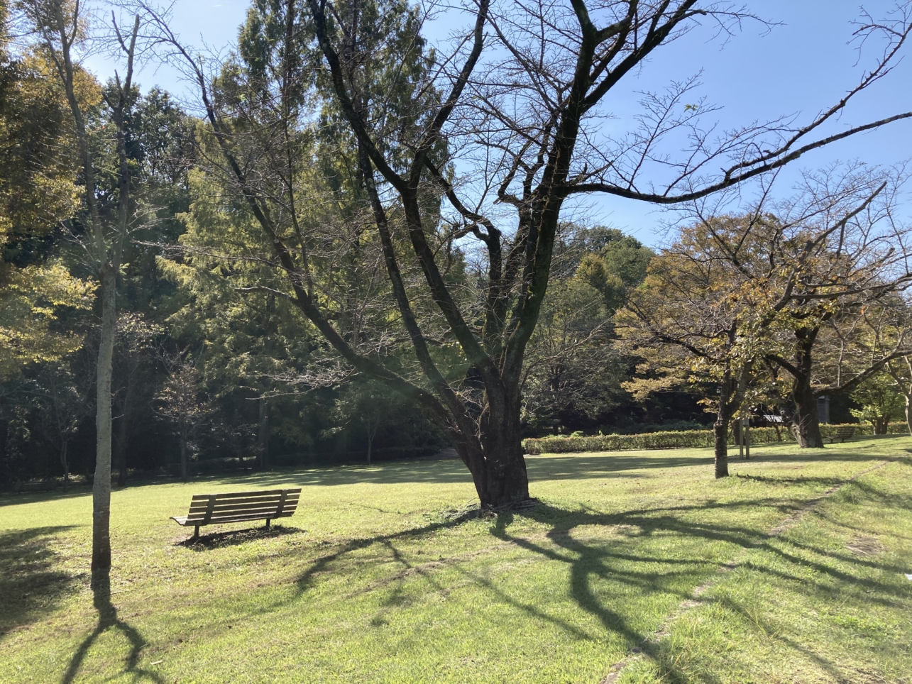 【唐木田】菖蒲がきれいです♪