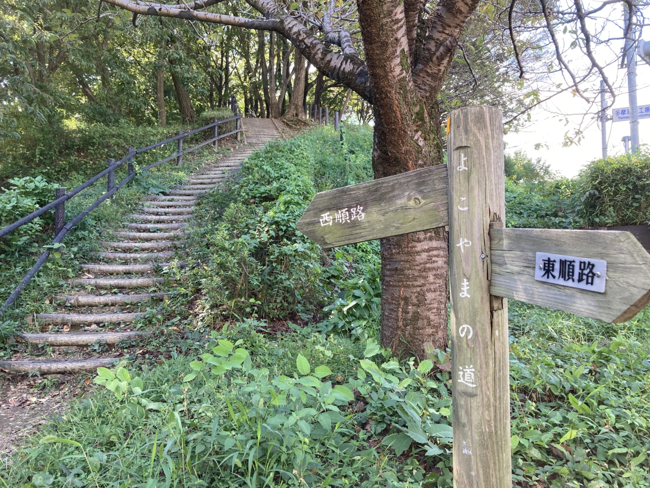 【唐木田】ウォーキングにオススメ☆よこやまの道（唐木田付近）