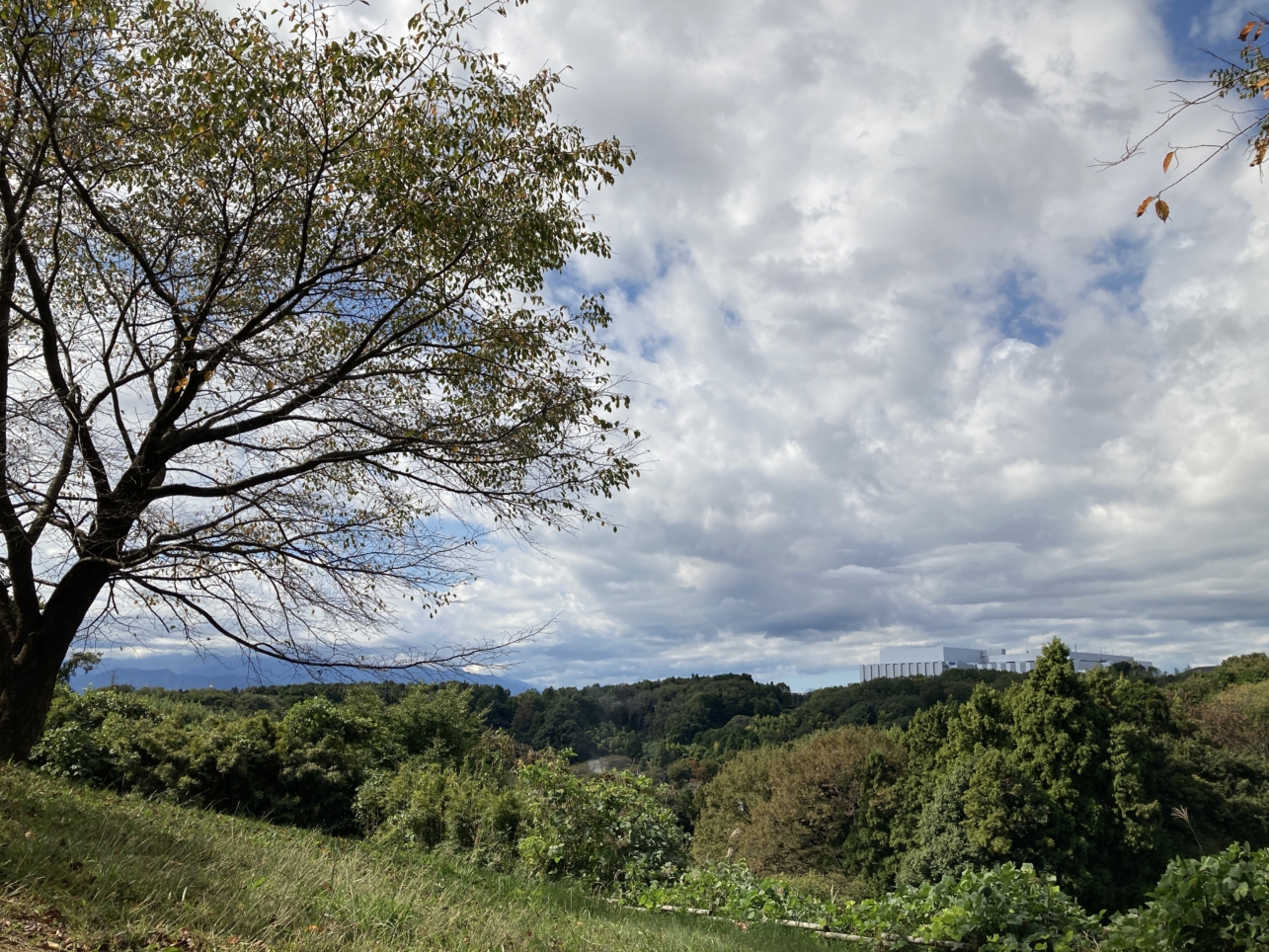 【唐木田】ウォーキングにオススメ☆よこやまの道（唐木田付近）