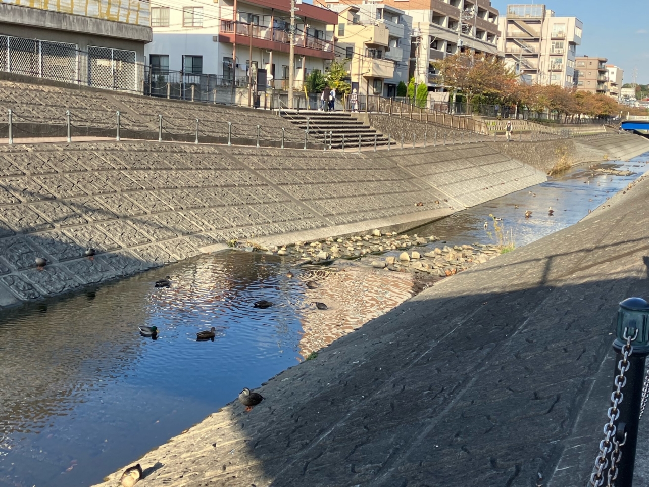 かもの日常