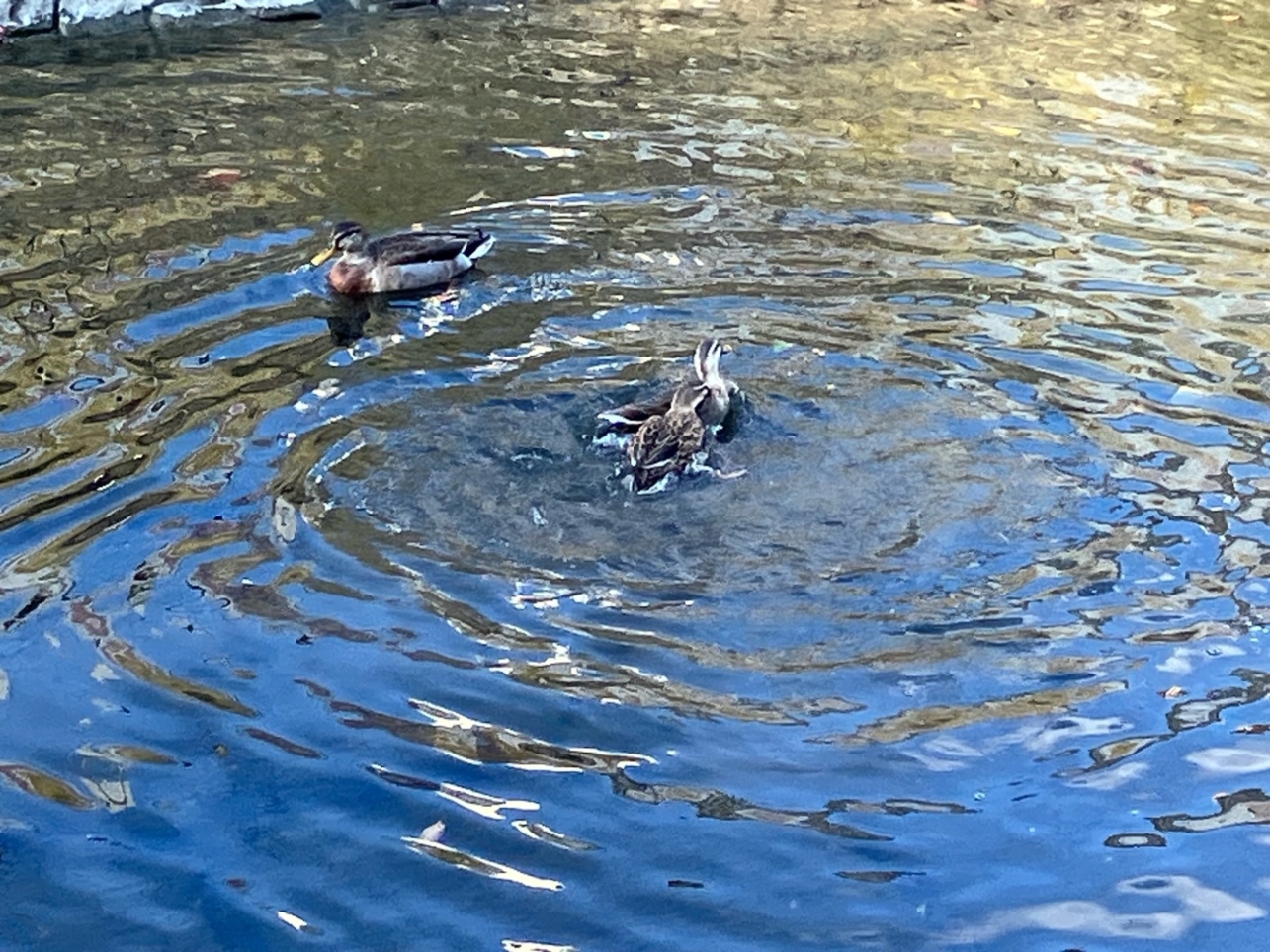 かもの日常