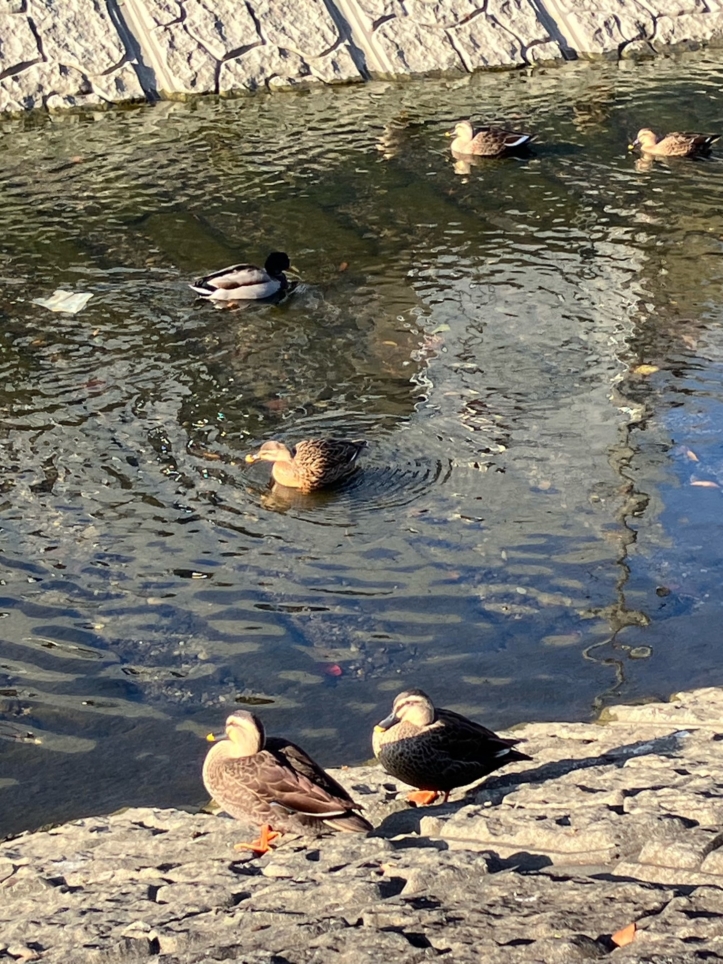 かもの日常
