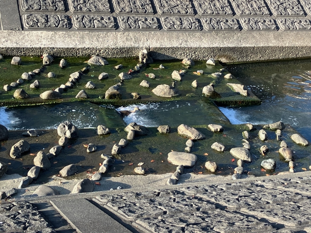かもの日常