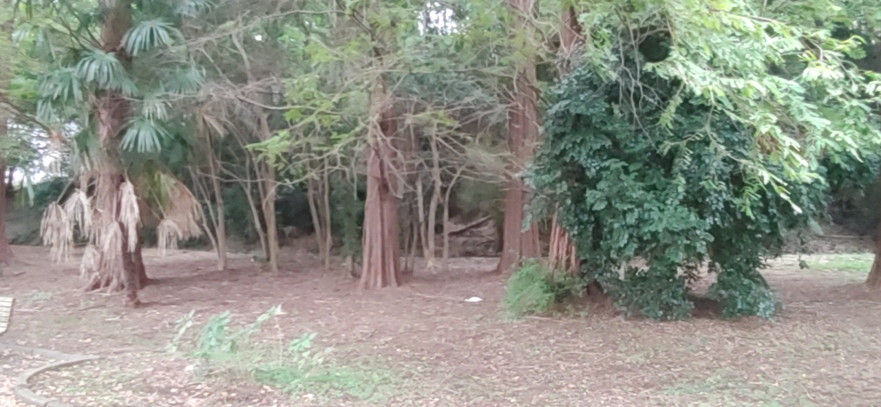 🌲大栗川沿い散策の途中🌲