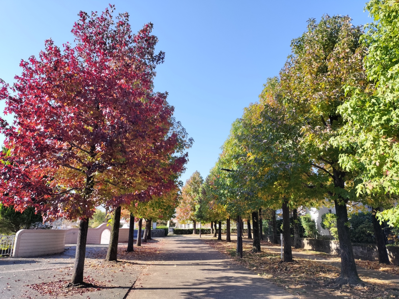 【唐木田】多摩の紅葉①大松台小学校付近遊歩道