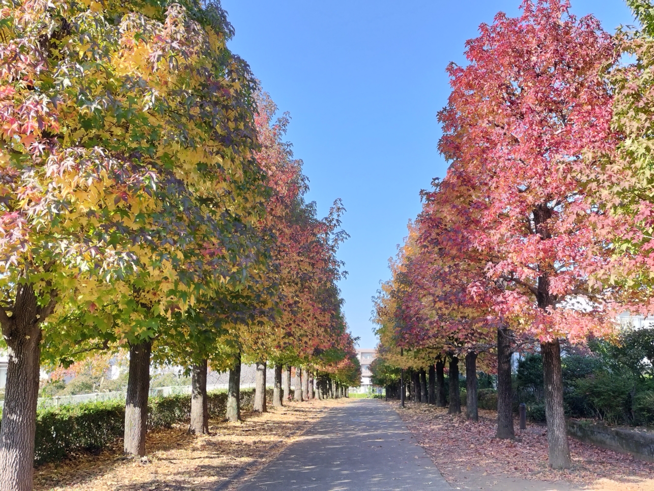 【唐木田】多摩の紅葉①大松台小学校付近遊歩道