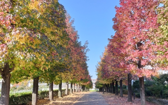 【唐木田】多摩の紅葉①大松台小学校付近遊歩道