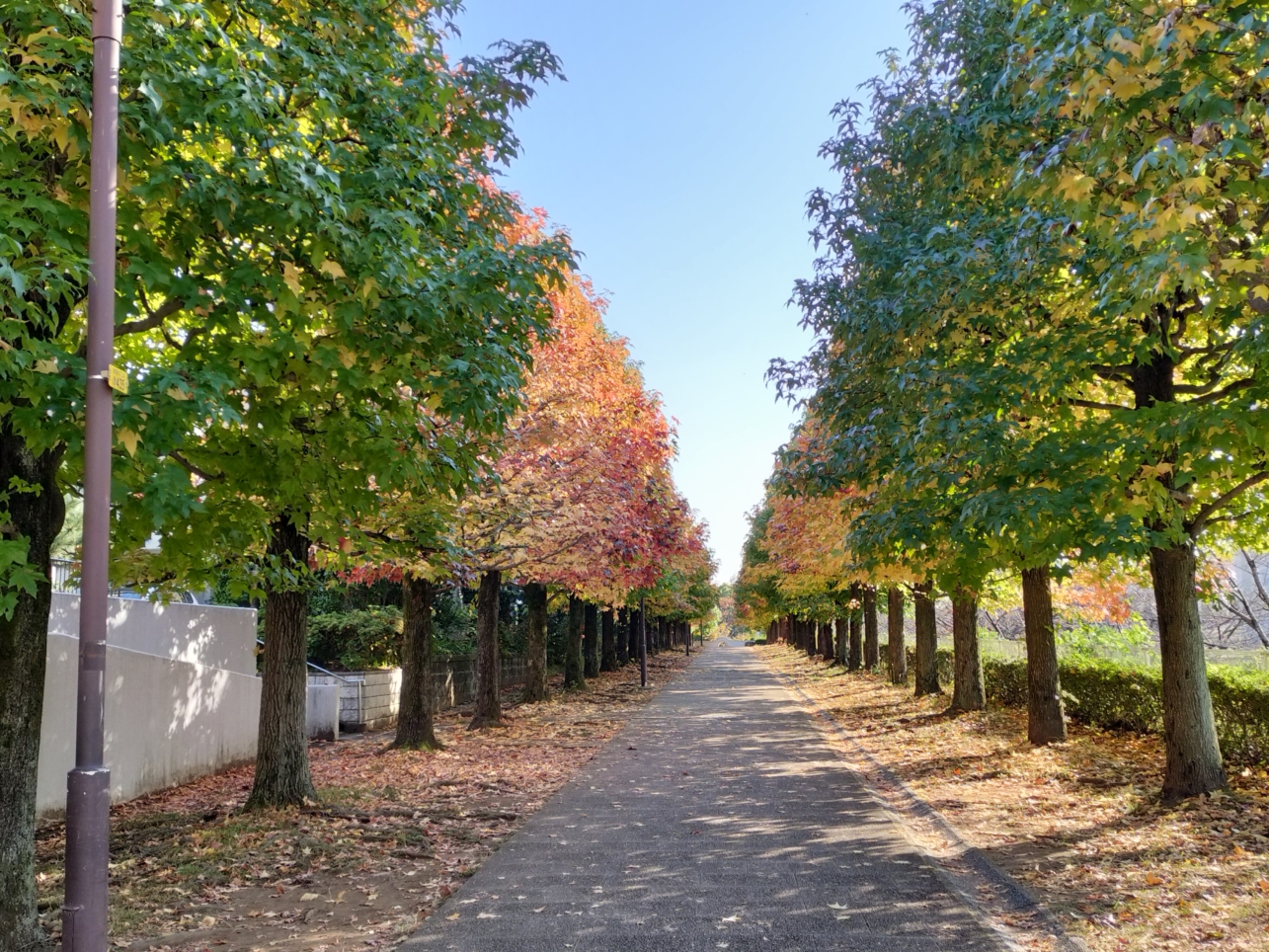 【唐木田】多摩の紅葉①大松台小学校付近遊歩道