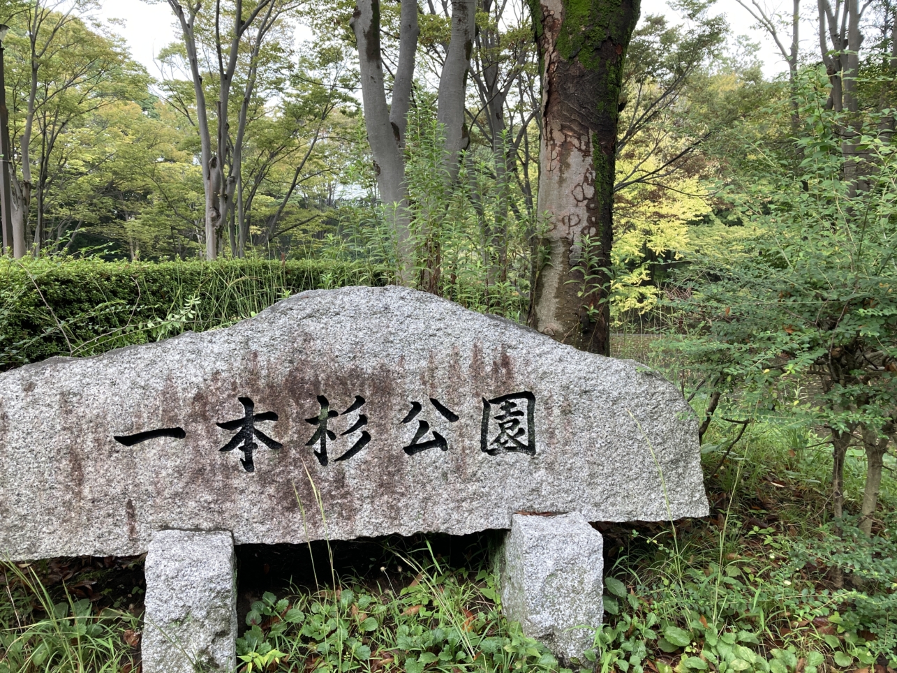 【多摩センター】野球、テニス、水遊び、、色々できる公園です☆