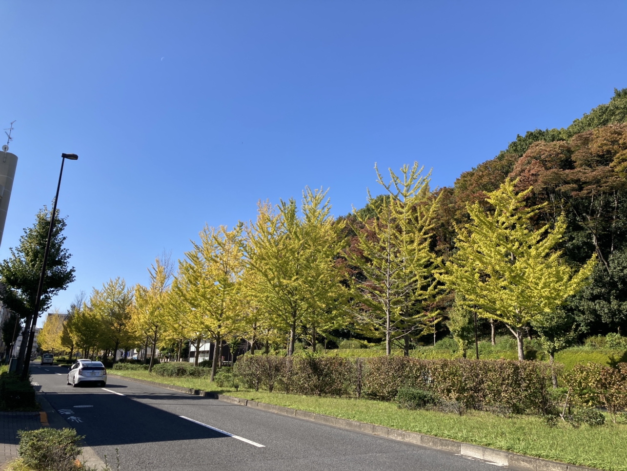 【多摩センター】多摩の紅葉③多摩ニュータウン通り