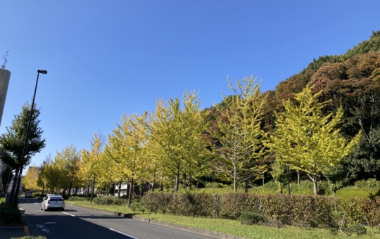 【多摩センター】多摩の紅葉③多摩ニュータウン通り