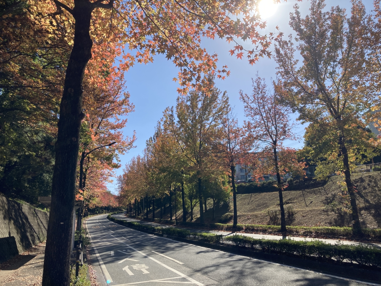 【多摩センター】多摩の紅葉②上之根大通り