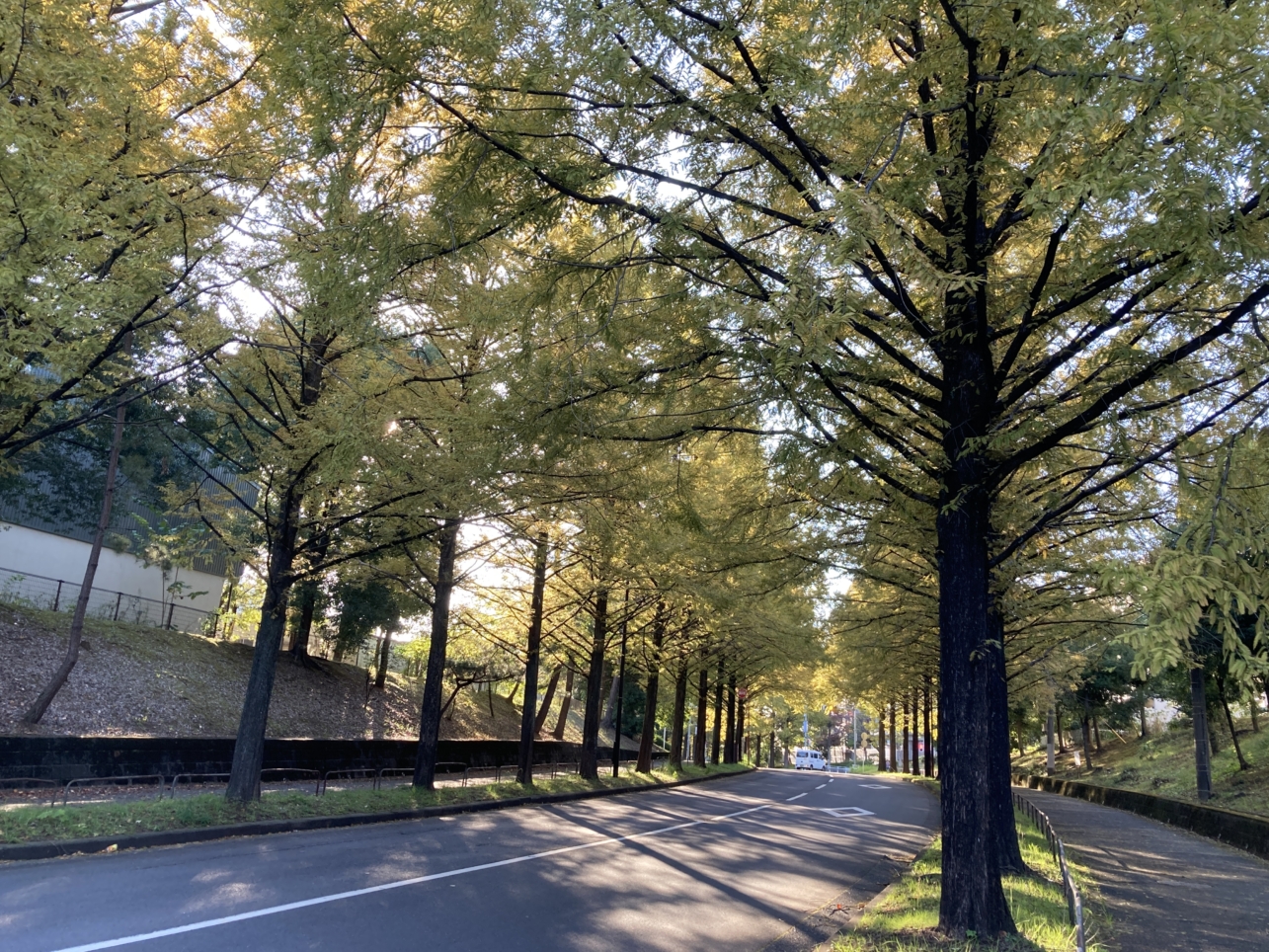 【唐木田】多摩の紅葉④メタセコイア通り