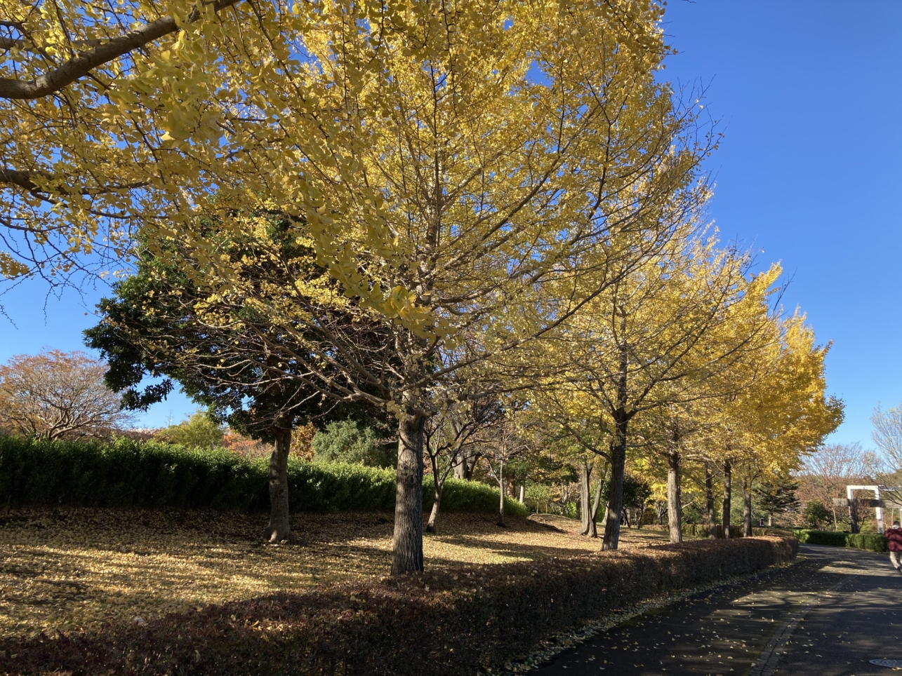 【唐木田】多摩の紅葉⑤鶴牧西公園