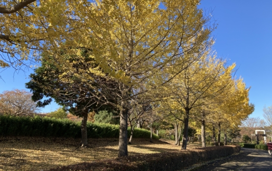 【唐木田】多摩の紅葉⑤鶴牧西公園