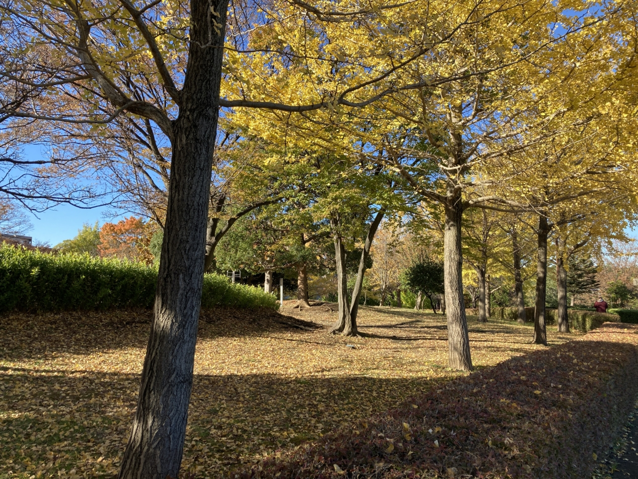 【唐木田】多摩の紅葉⑤鶴牧西公園