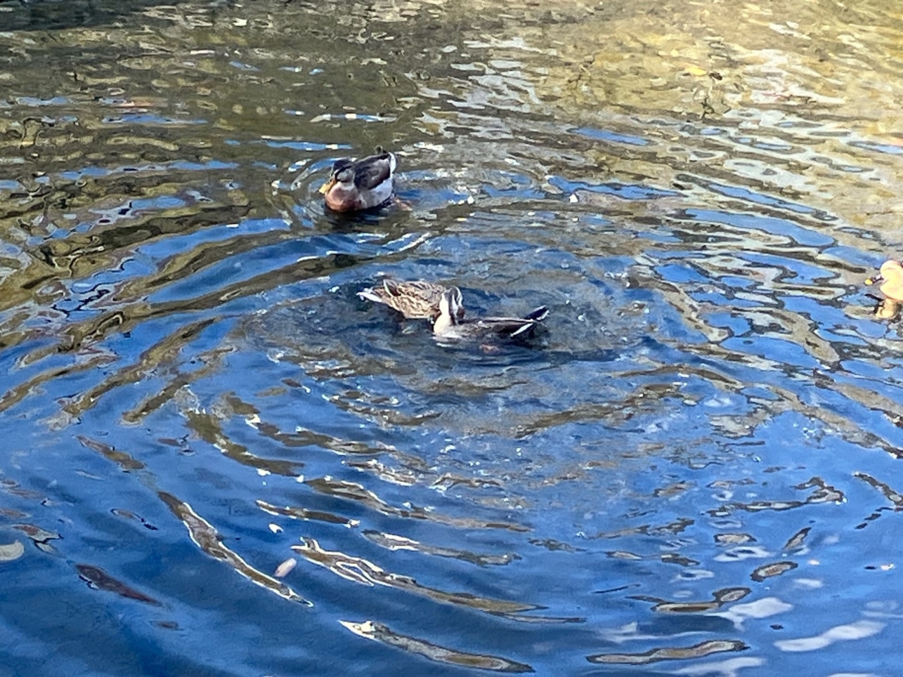 かもの日常