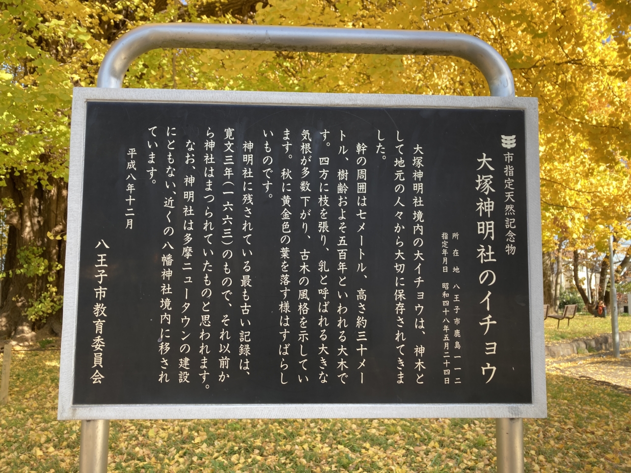 【大塚帝京】多摩の紅葉⑥大塚神明社のイチョウ