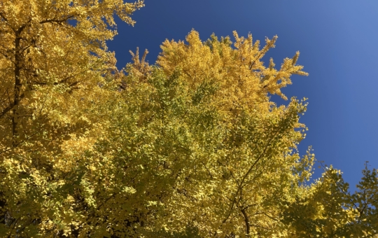 【大塚帝京】多摩の紅葉⑥大塚神明社のイチョウ