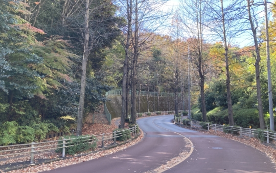 【南大沢】多摩の紅葉⑦都立大裏通り