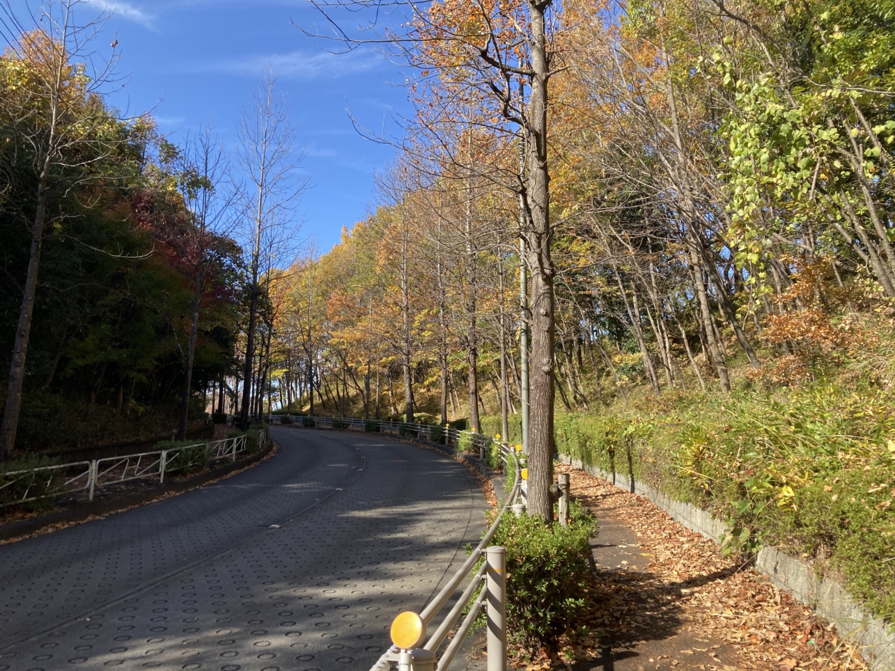 【南大沢】多摩の紅葉⑦都立大裏通り