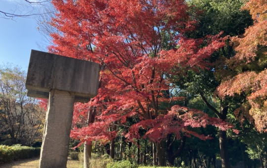 【南大沢】多摩の紅葉⑧富士見台公園