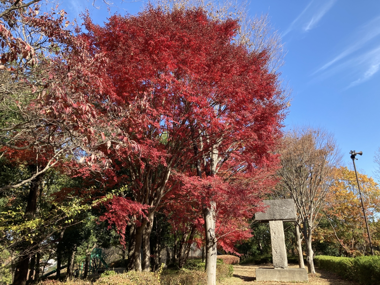 【南大沢】多摩の紅葉⑧富士見台公園