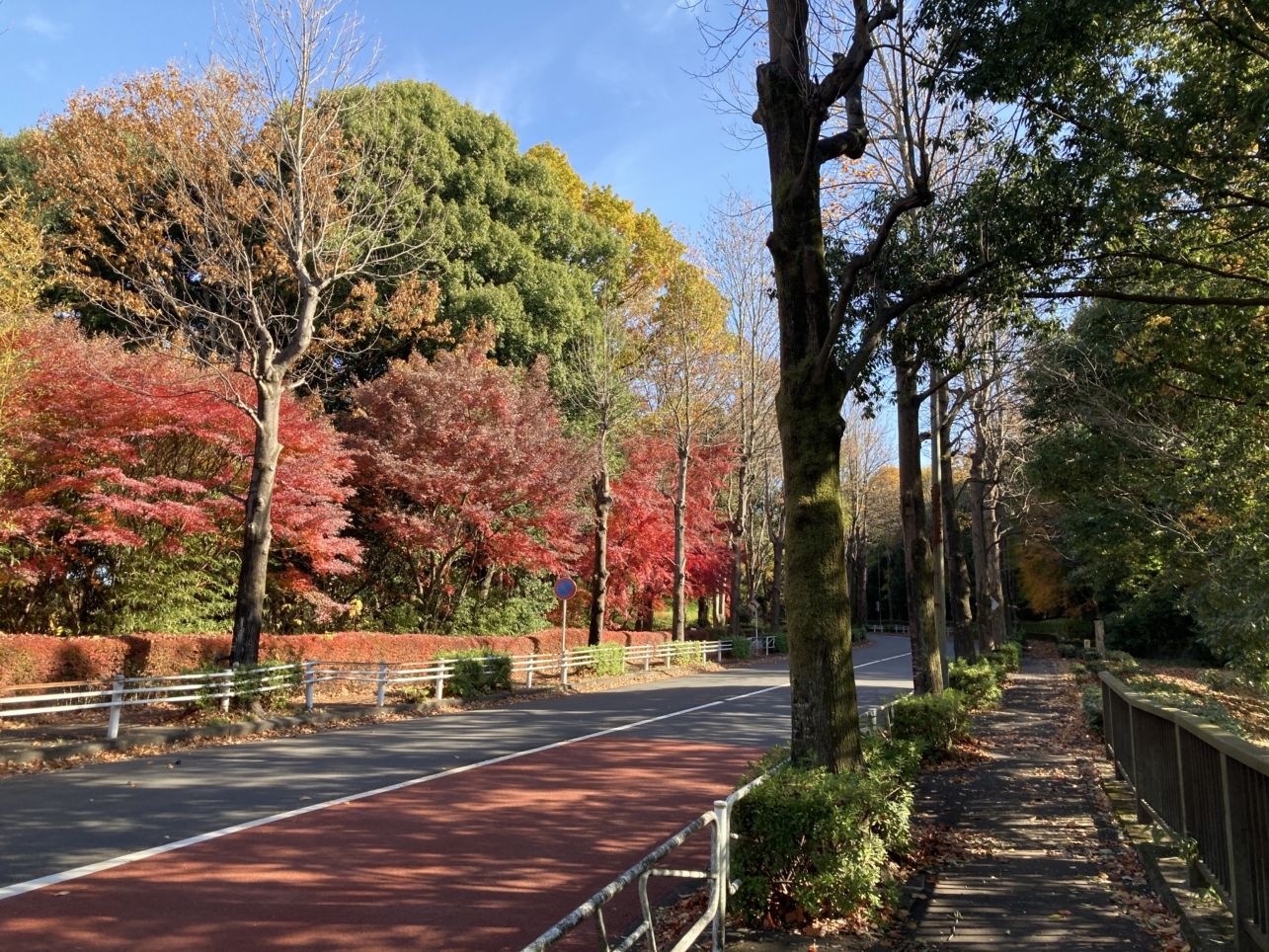 【南大沢】多摩の紅葉⑦都立大裏通り