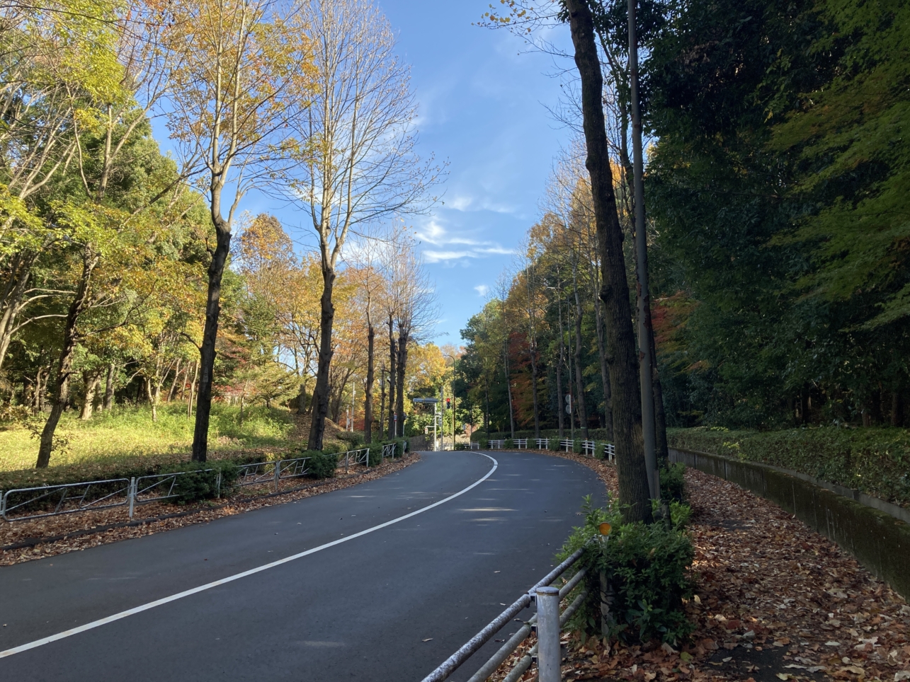 【南大沢】多摩の紅葉⑦都立大裏通り