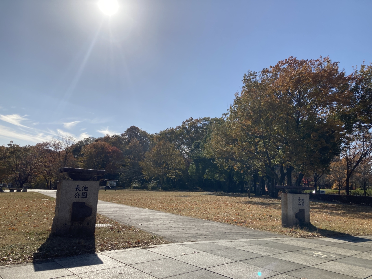 【南大沢】多摩の紅葉⑨長池公園のススキ