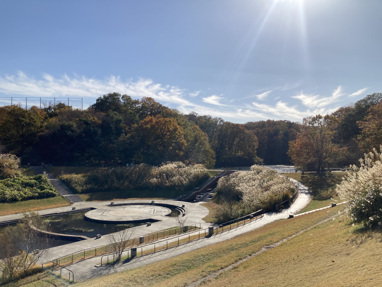 【南大沢】多摩の紅葉⑨長池公園のススキ