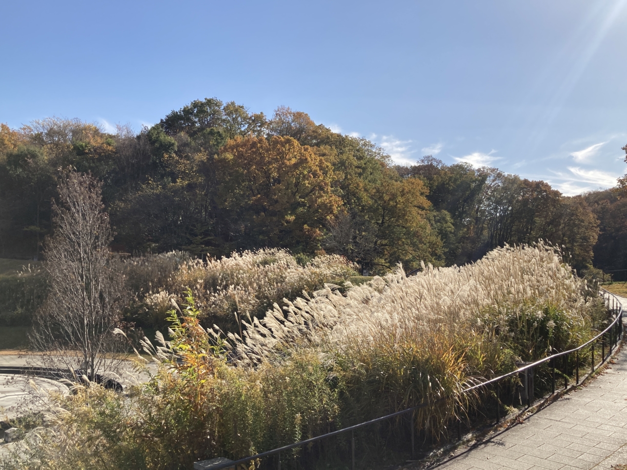 【南大沢】多摩の紅葉⑨長池公園のススキ