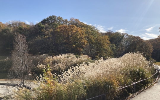 【南大沢】多摩の紅葉⑨長池公園のススキ