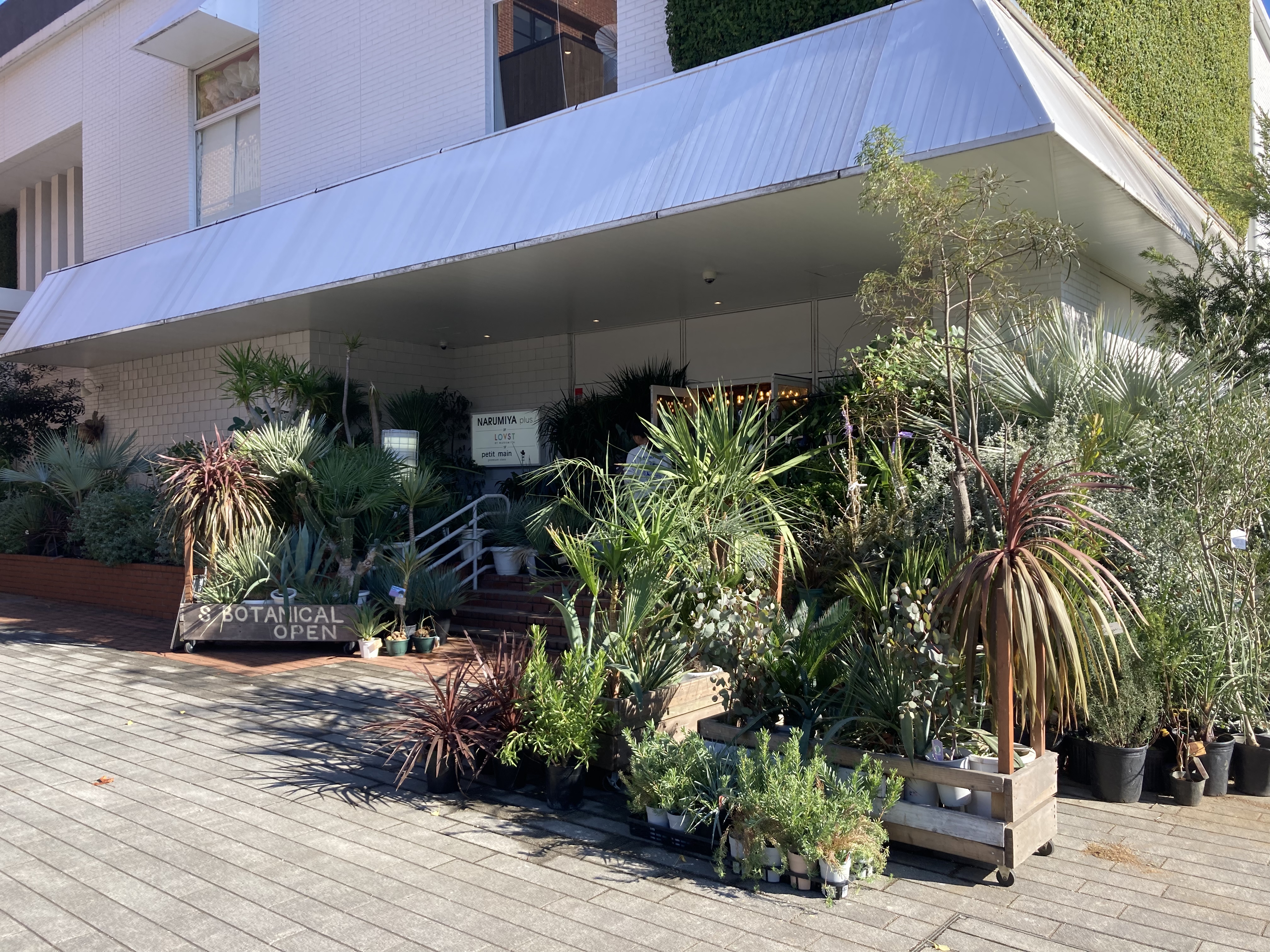 素敵な観葉植物のお店 桜木町（sbotanical） この街のいいね 上大岡店