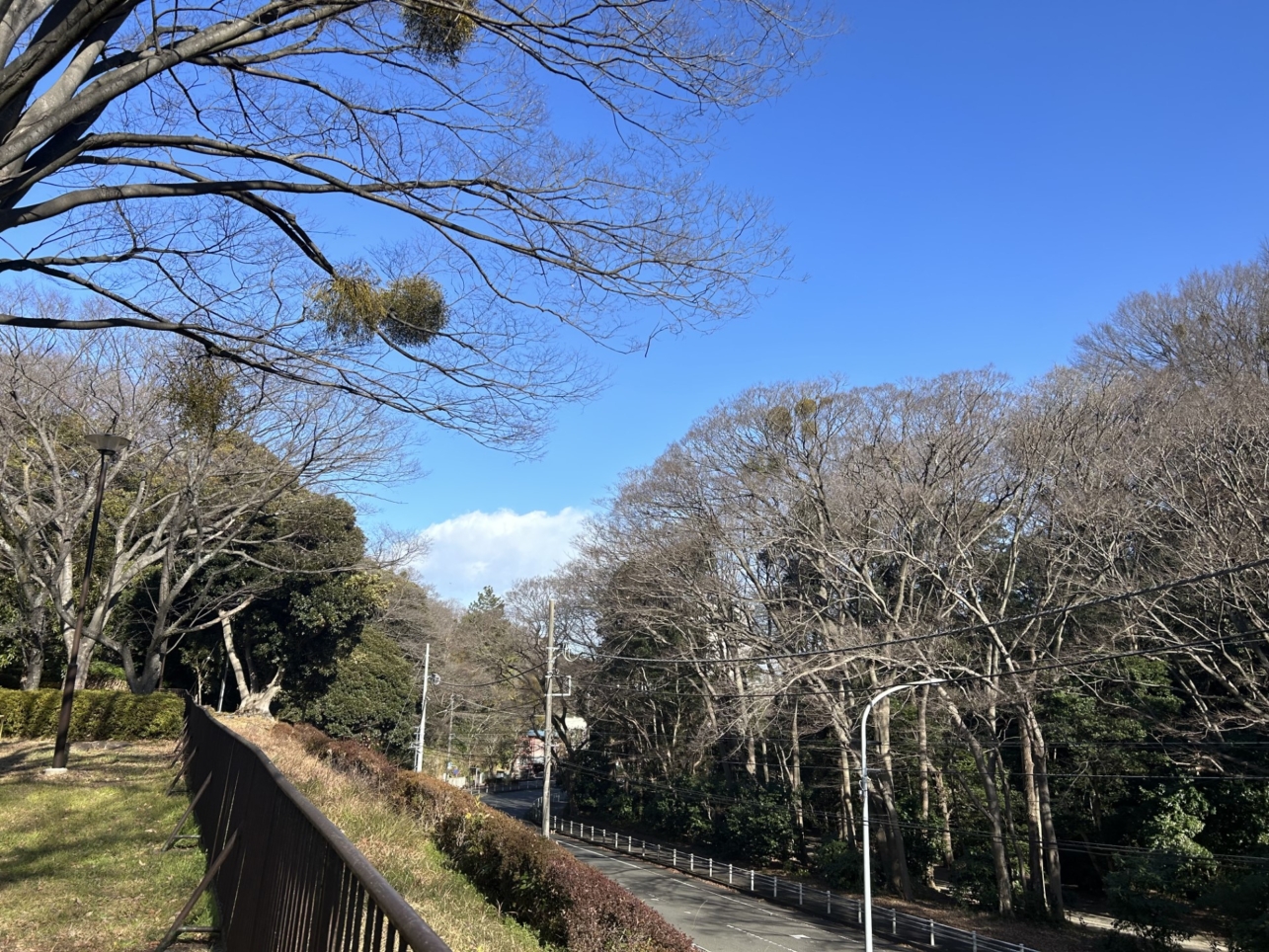 のんびり自然散策からスポーツまで！（金沢区　富岡総合公園）