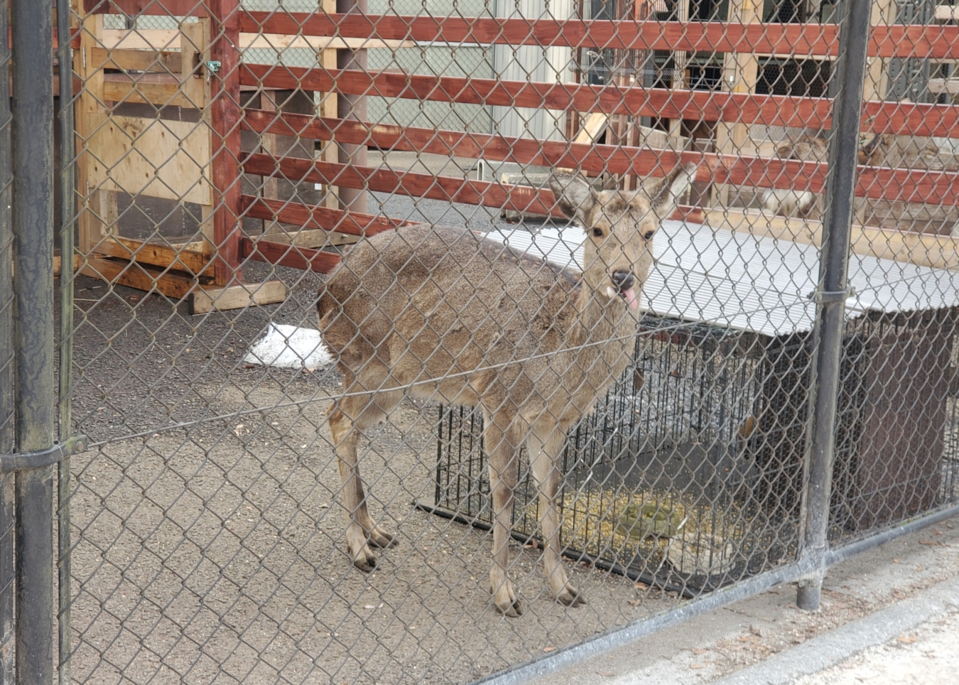 動物と触れ合える公園【麻溝台】