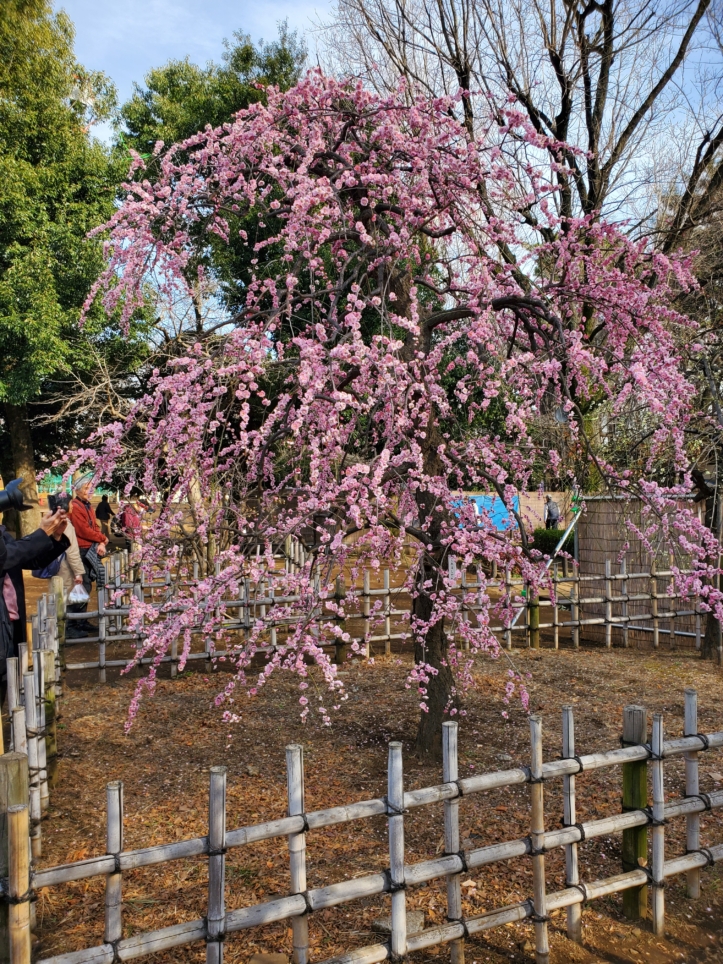 梅の名所　梅が丘（羽根木公園）