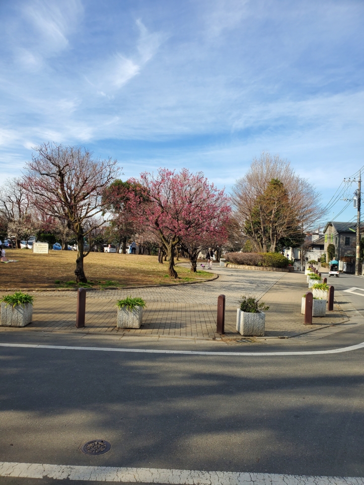 梅の名所　梅が丘（羽根木公園）